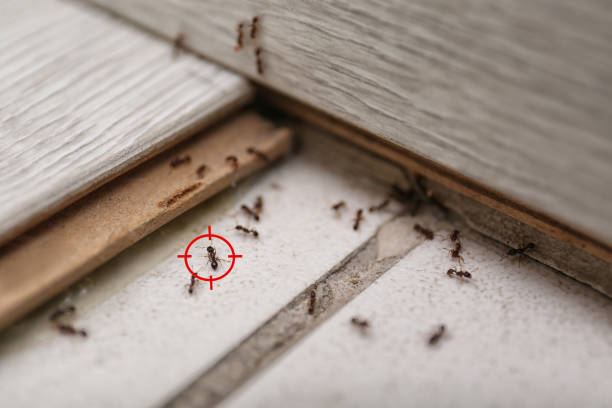Best Pest Control Near Me in Lincoln, AL