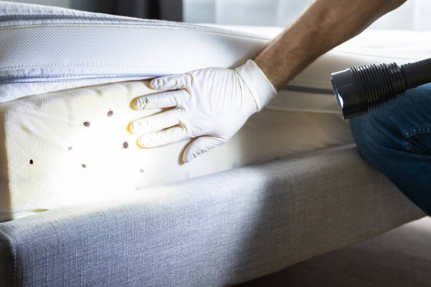 Best Ant Control Services  in Lincoln, AL