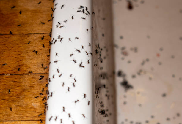 Best Mosquito Control Services  in Lincoln, AL